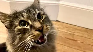 The best purr monster 