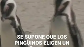 El Ping&uuml;ino GRAPE-KUN y su WAIFU (Historia Sad)💦