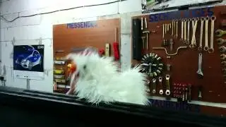 EF20 Pawpetshow Status Update