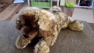 Unboxing My NEW Leonberger Douglas Plush! - Part 1