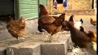 Stock footage of a farm | Thames News