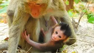 Little Leo & Monkey Playdate: How Young Monkeys Learn Social Skills