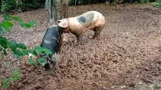 Part 3: PAGLALANDI NG AKING INAHING BABOY