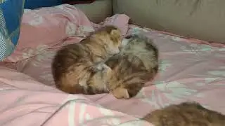 🐾