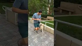 Puppy learns loose leash walking