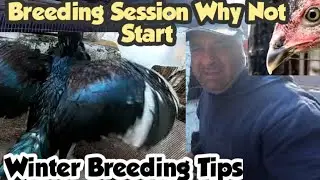 Chicken Breeding Season why till not Start | Faisal Butt | Pets birds Vlog