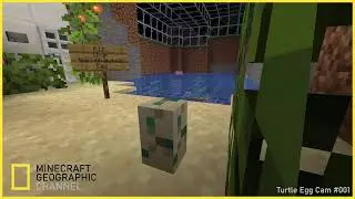 Minecraft Geographic || LIVE || Turtle Egg Hatch Cam