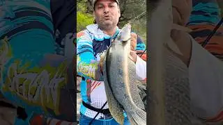 Boom 💥 Boom Snakehead #zakkfishing  #fishing  #shorts