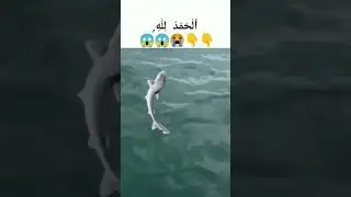 Allah 🙏 #religion #islamicvideo #allah #animal #shark #shorts #ytshort #earnmoneyonline