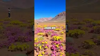 The Enigmatic Flowering Desert of Atacama
