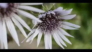 Nature - Morning Walk