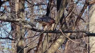 What kind of snake was this? Red-Shoulder Hawk