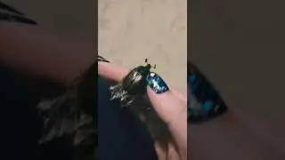 Rain Beetle