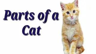 Parts of a Cat