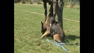Mine detection dog training in Afghanistan