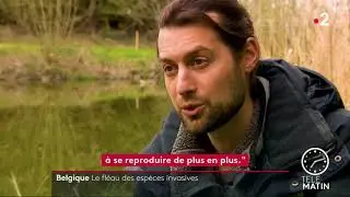 Belgique - Les espèces invasives