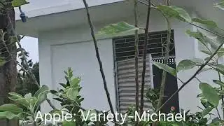 Apple plant Michael variety for hot climate #apple #Michael #shorts #viral #video 