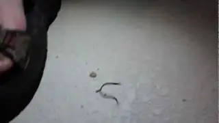 World's Smallest Snake