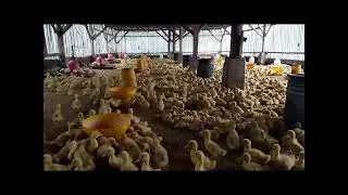 HYBRID DUCK FARMING, ONE WEEK OLD