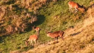 Bramiti, lotta e accoppiamento tra i cervi in amore