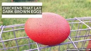 Chickens That Lay Dark Brown Eggs
