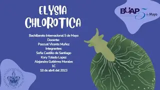 Elysia chlorotica - La babosa marina infiltrada entre las plantas