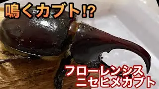 鳴くカブトムシ⁉️ フローレンシスニセヒメカブト