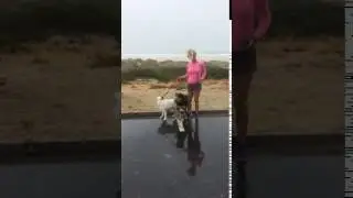 Walking the dogs at Noordhoek beach, Cape Town