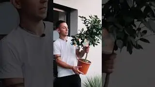 Czy cytrus wytrzyma zimę w domu?