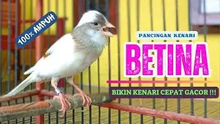 Pancingan KENARI BETINA Cuit Cuit || Masteran Kenari PAUD Agar Cepat Bunyi #4