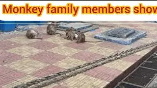 Original #monkey #animals #babyanimal #cute #monkey #animals #angry#susbcribe #to #my#channel#🙏🏻