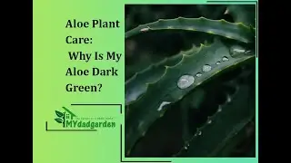Aloe Plant Care: Why Is My Aloe Dark Green?