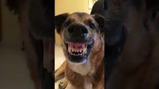 Cute Animals#564 |Funny animals Reaction 2021.