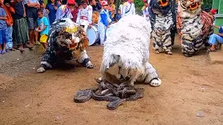 Live CAN MACANAN ASMR Al Azhar Drumband Attraction and Lion Dance in the of Village tamanan