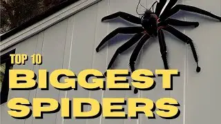 Top 10 BIGGEST Spiders In The World