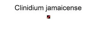 Clinidium Jamaicense