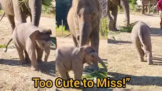 Adorable Baby Elephant with Mother 🐘 | Playtime, Feeding & Sleepy Ending