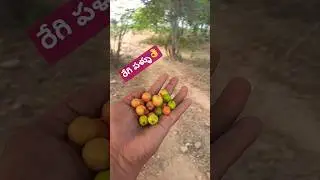 రేగి పళ్ళు ❤️ #shorts #jujubefruit #villagelife #jujubetree