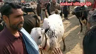 Aj Hum Male Jayenge Swabi | Gaon Ka Mela | Daily Vlog |Wakeel village life