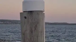 Soldiers point