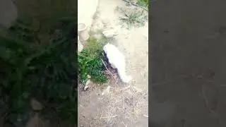 White Male Cat Exploring the Muddy Garden | Rustic Outdoor Adventures 🐾✨ #WhiteCat #CatWalk #garden