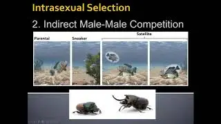 Unit 4.2.2 Intrasexual Selection and Sexual Arms Race