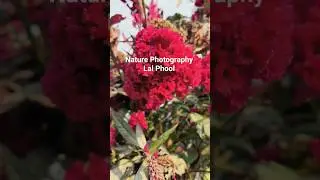 Nature Photography | Lal Phool💐🌿 | Winter Flower | 🌻 Celosia cristata#winterflower#flowers