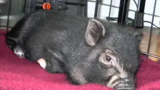 Adorable Micro Piglets
