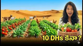 Desert లో ఈ కూరగాయలు just 10 DH? Abu Dhabi లో Farming Shock!