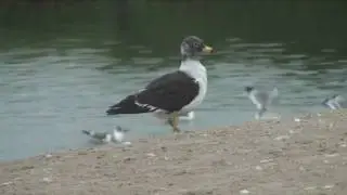Birds of Peru: Belcher's Gull -- Gaviota Peruana (Larus Belcheri)