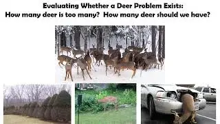 White-tailed Deer Damage Management: Does Your Community Have a Deer Problem??
