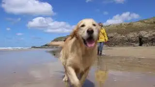 Dog Friendly Holidays at Sara's Cottage in Cornwall