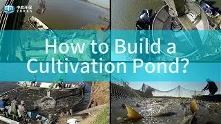 How to Build a Cultivation Pond？#fishing #pondconstruction #aquaculture