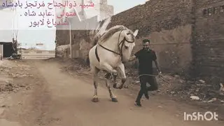 Murtajiz Badshah Matwali Abid Shah Shadbagh lhr.#viral #zuljanah #youtube @murtajizbadshah1214